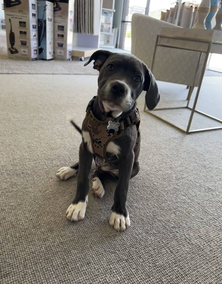 Puppy on carpet 