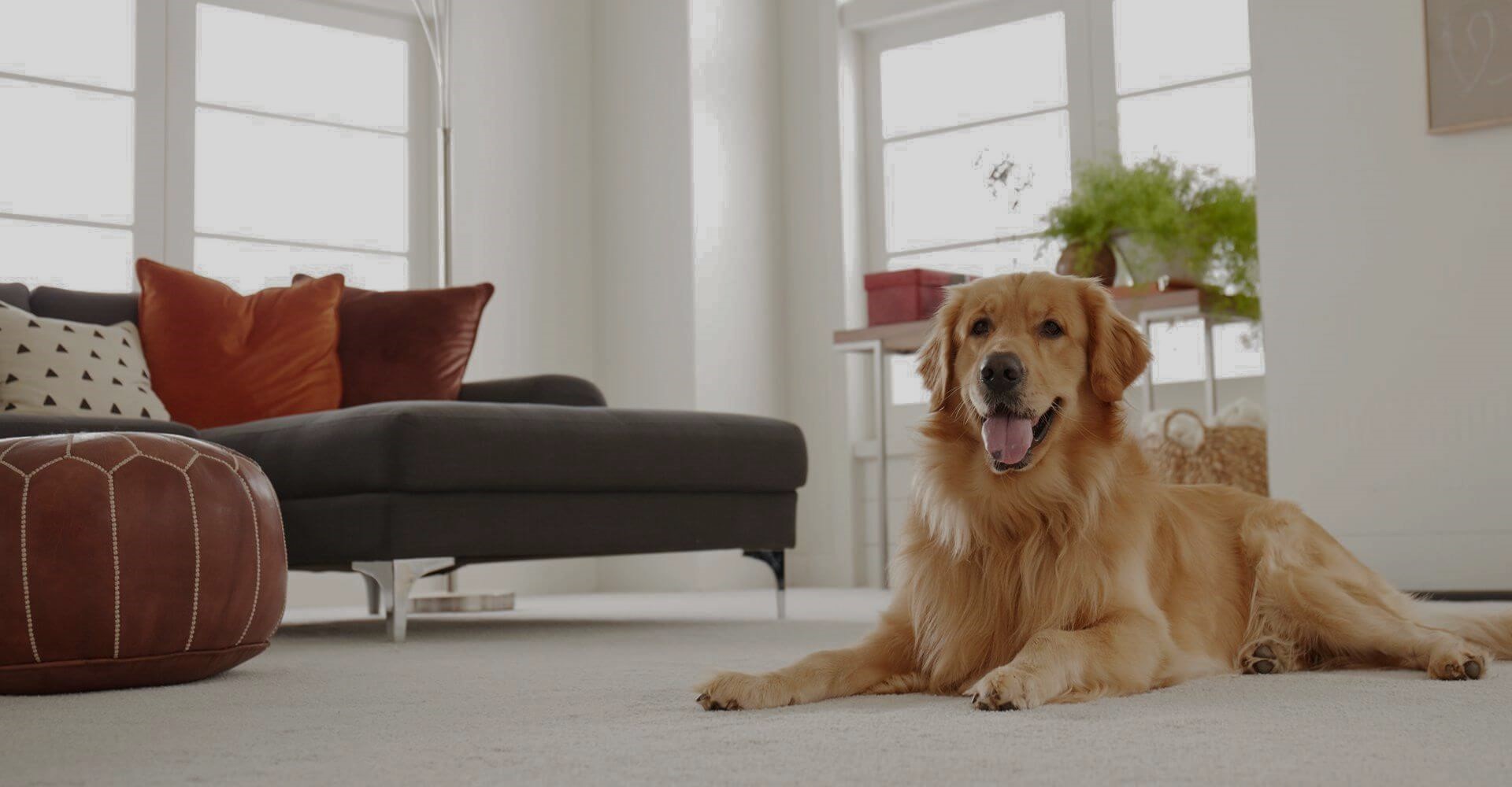 Woman laying on plush carpet