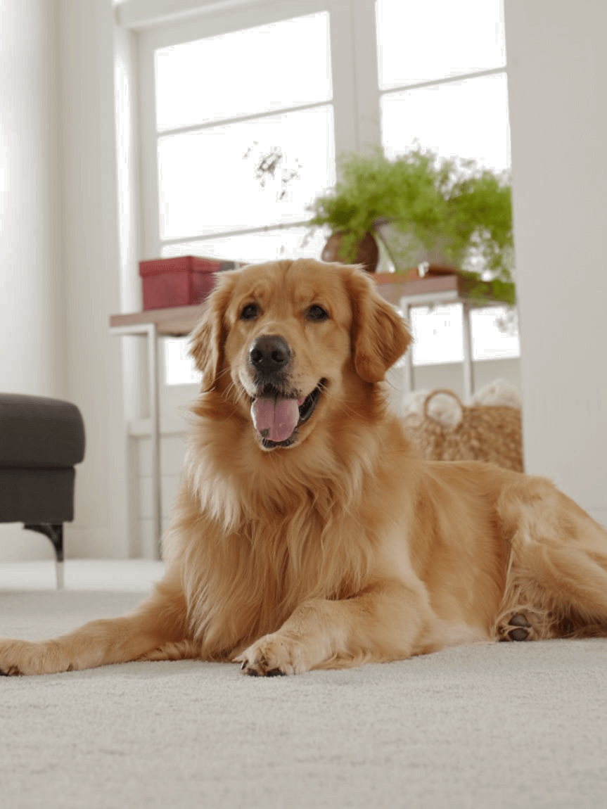 Woman laying on plush carpet