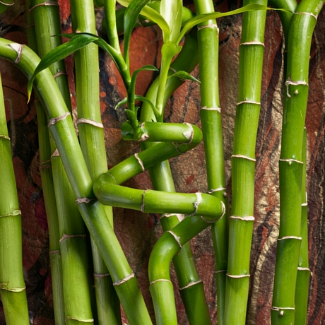 Bamboo Flooring Bamboo Image